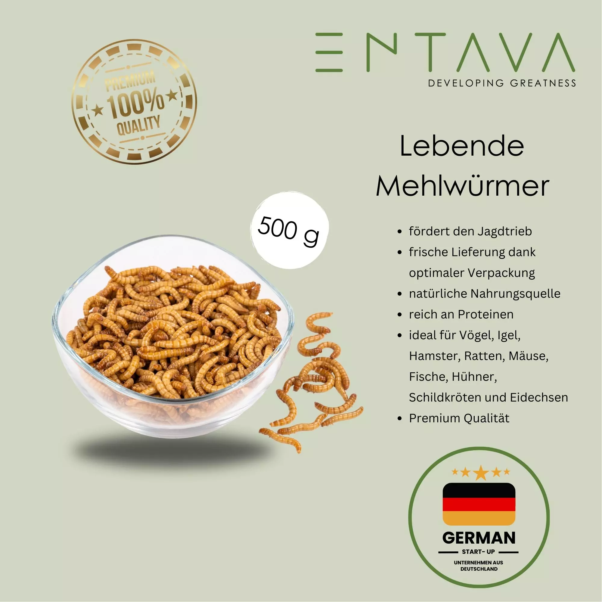 lebende Mehlwürmer