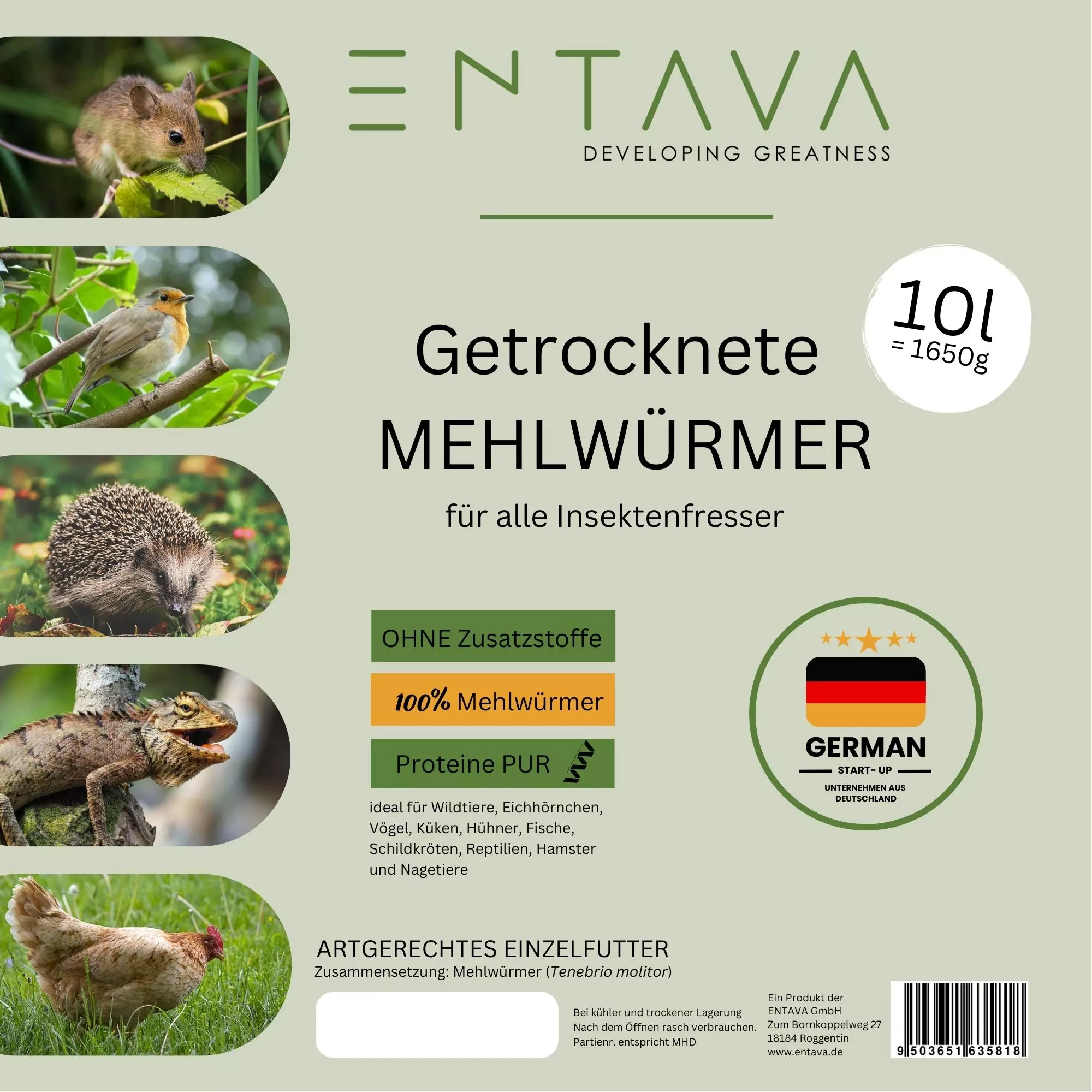 Mehlwürmer Mehlwürmer