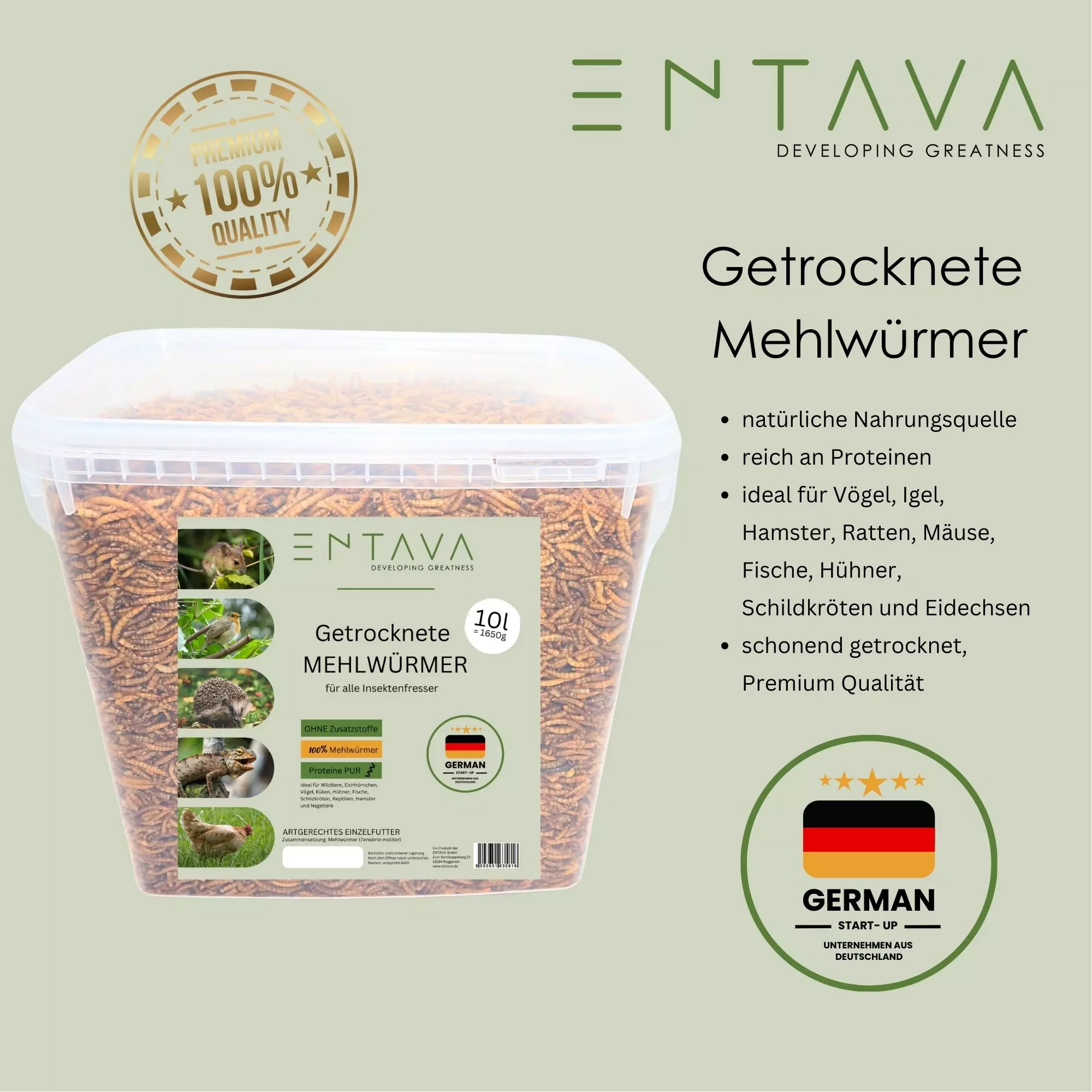 Mehlwürmer Mehlwürmer
